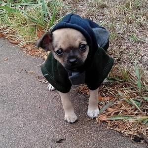 Meet your Posher, Donnaregine